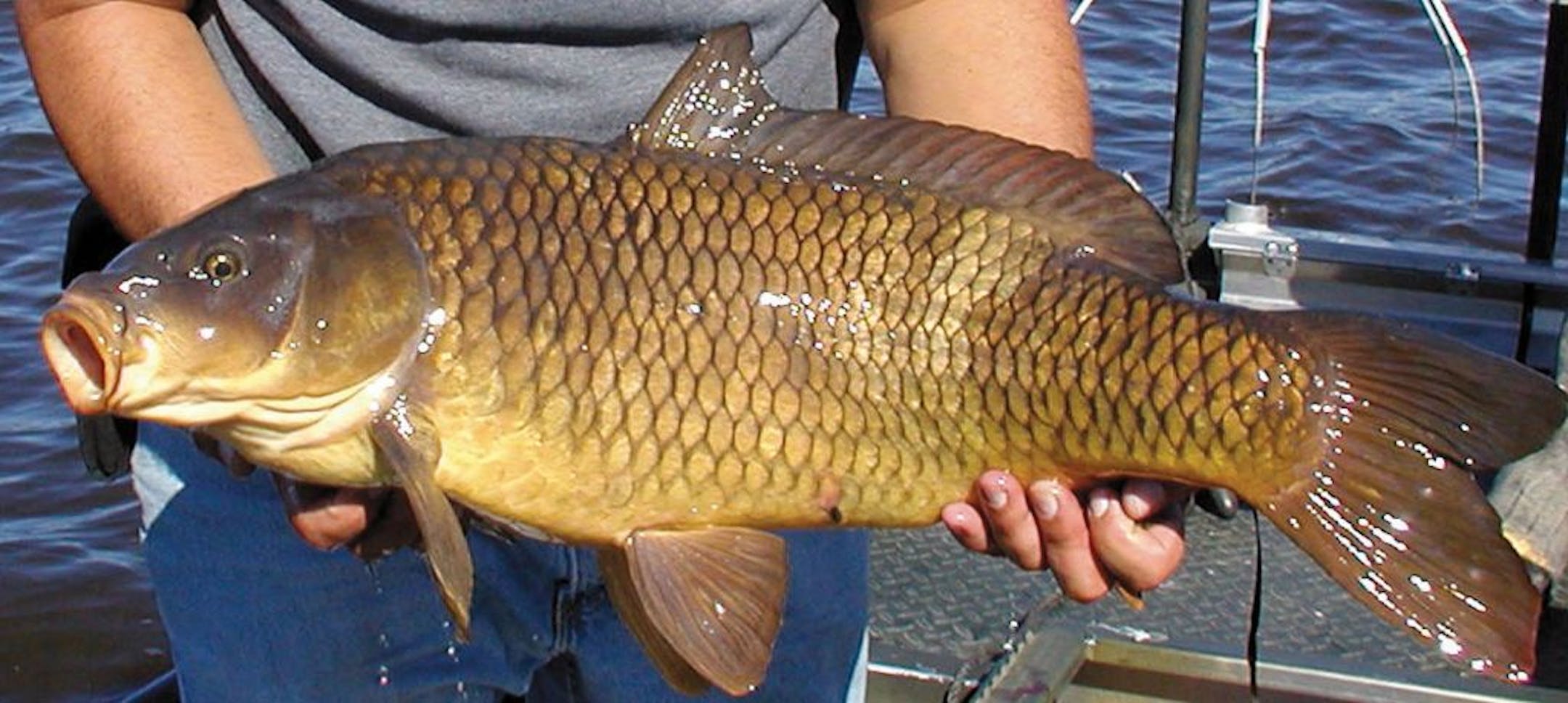 Common carp