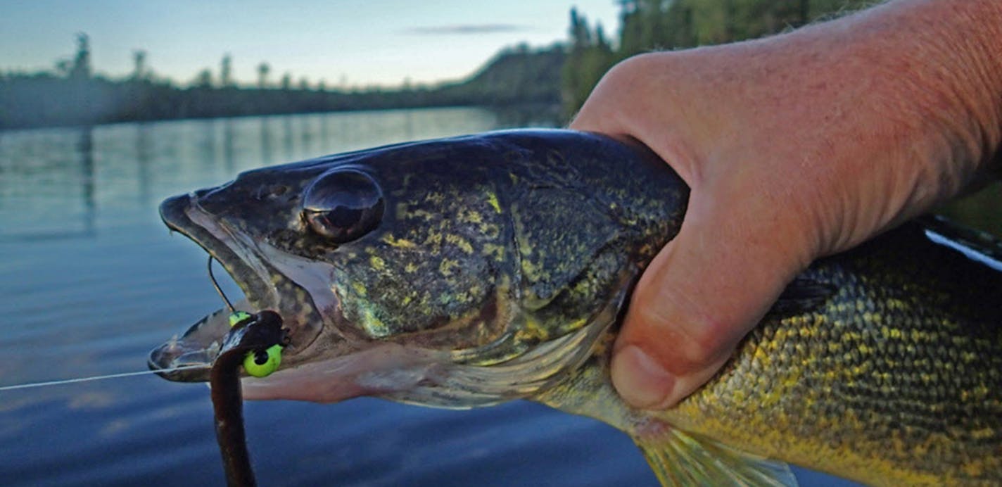 A new study of Wisconsin lakes echoes what some other studies have said: Walleye production in some northern tier states is declining. ORG XMIT: MIN1704201757410368