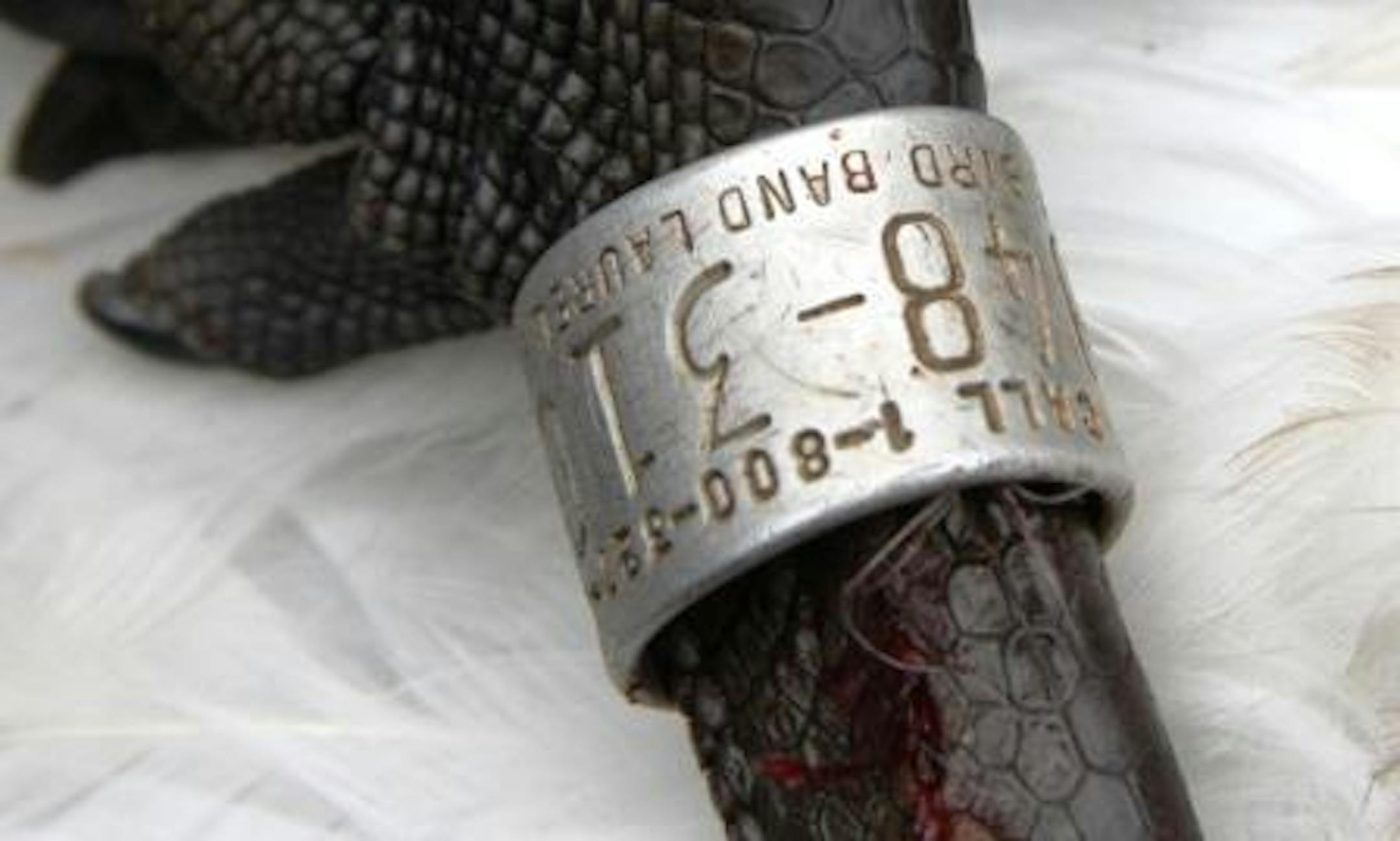 Waterfowlers value bands as badges of honor, while wildlife biologists value the data they provide.