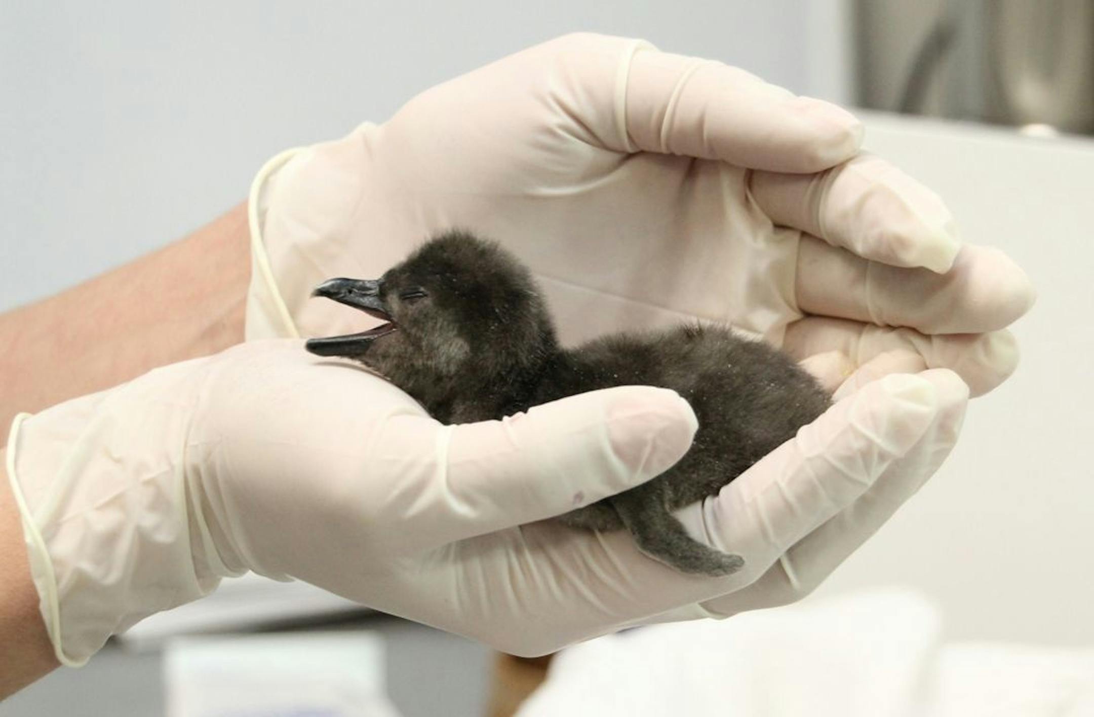 An endangered African penguin chick has been hatched at the Minnesota Zoo, a first for the species� exhibit since it opened in 2011. Photo courtesy Minnesota Zoo.
