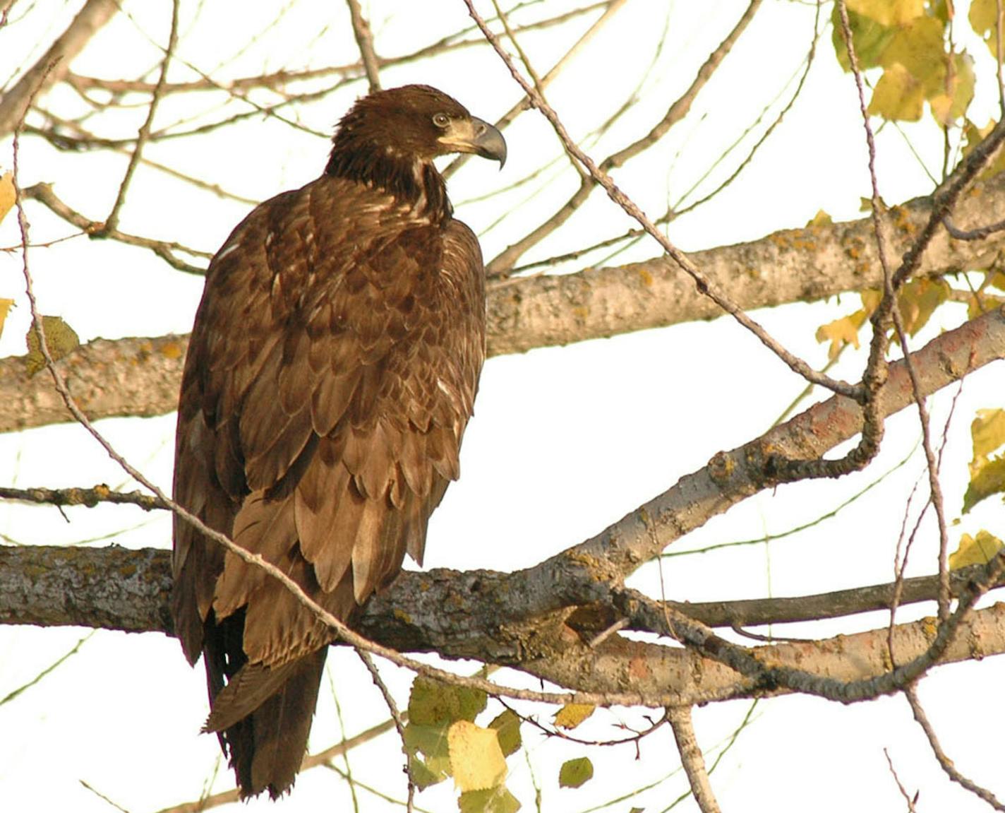 This bald eagle is less than a year old, and several years from acquiring the distinguishing white plumage its parents show.