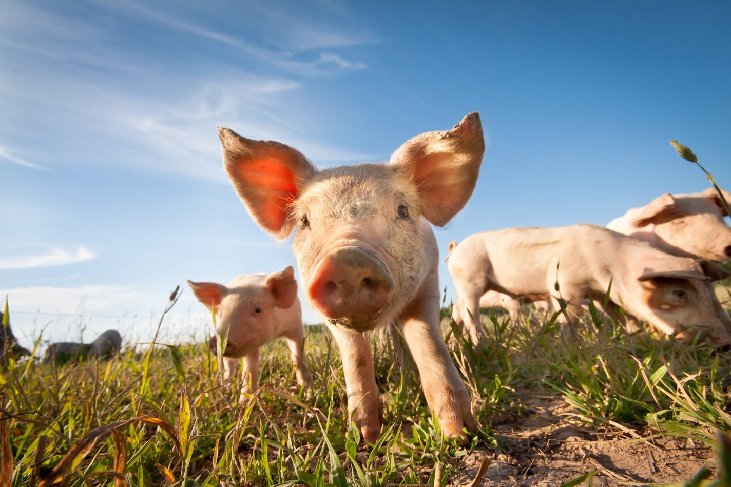 A close up photo of a cute little pig