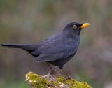 A common blackbird in profile perched on a mossy branch stub. The bird is all black except for its gold beak and yellow ring around its eye.