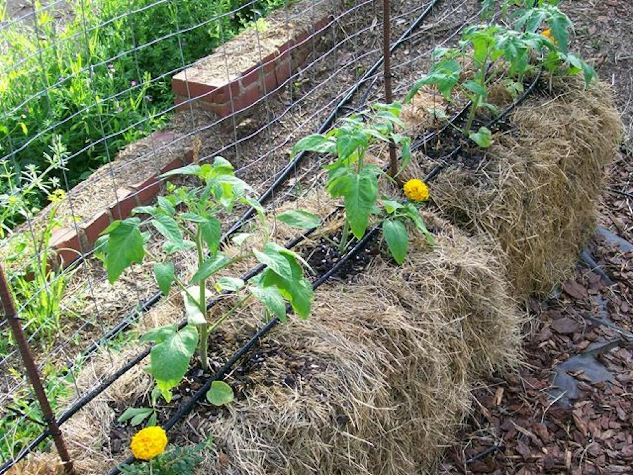 Slightly decomposed straw bales work best.