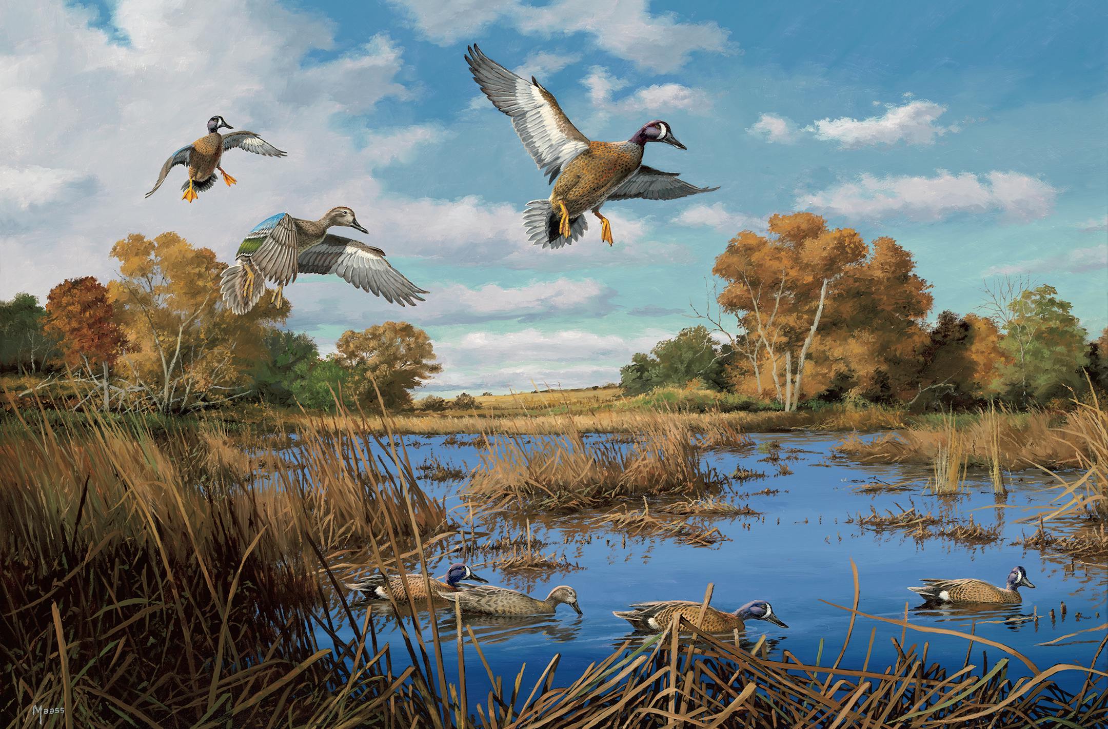 One of the favorite ducks of Minnesota wildlife artist David Maass — and of state duck hunters — is the blue-winged teal, as portrayed here in his "Bluewing Rendezvous.''