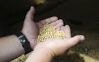 In this July 18, 2018 photo, soybean farmer Michael Petefish holds soybeans from last season's crop at his farm near Claremont in southern Minnesota. 