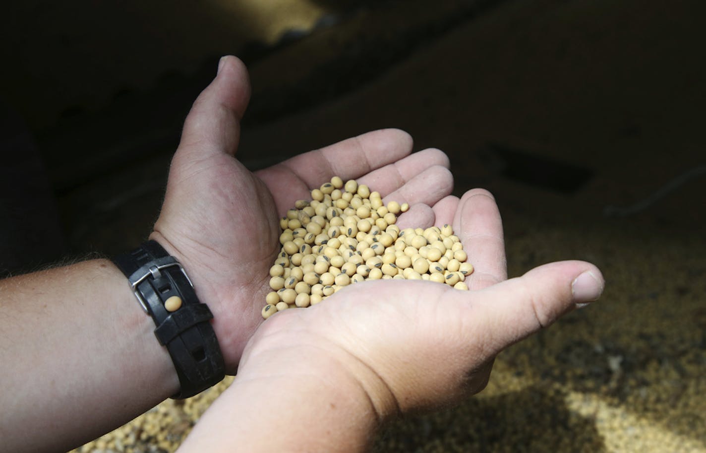 In this July 18, 2018 photo, soybean farmer Michael Petefish holds soybeans from last season's crop at his farm near Claremont in southern Minnesota. American farmers have put the brakes on unnecessary spending as the U.S.-China trade war escalates, hoping the two countries work out their differences before the full impact of China's retaliatory tariffs hits American soybean and pork producers. (AP Photo/Jim Mone)