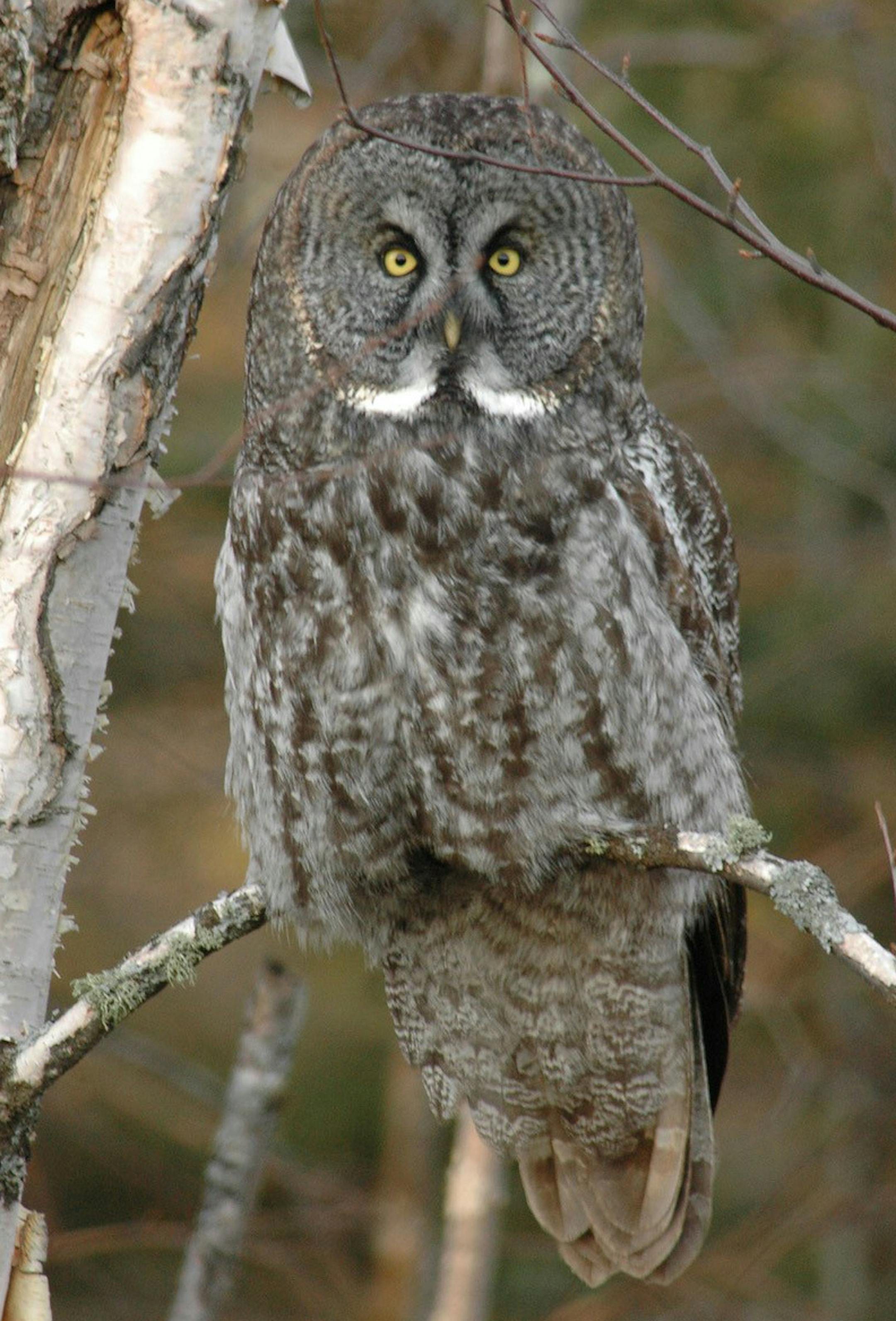 The eye sockets in this owl skull hold very large eyes. The bird twists it neck to look to the side because it cannot move its eyeballs. The eyeball is so large there is little room in the large sockets for the necessary muscles. The bird, however, has excellent binocular vision, allowing accurate judgment of distance.
credit: Jim Williams