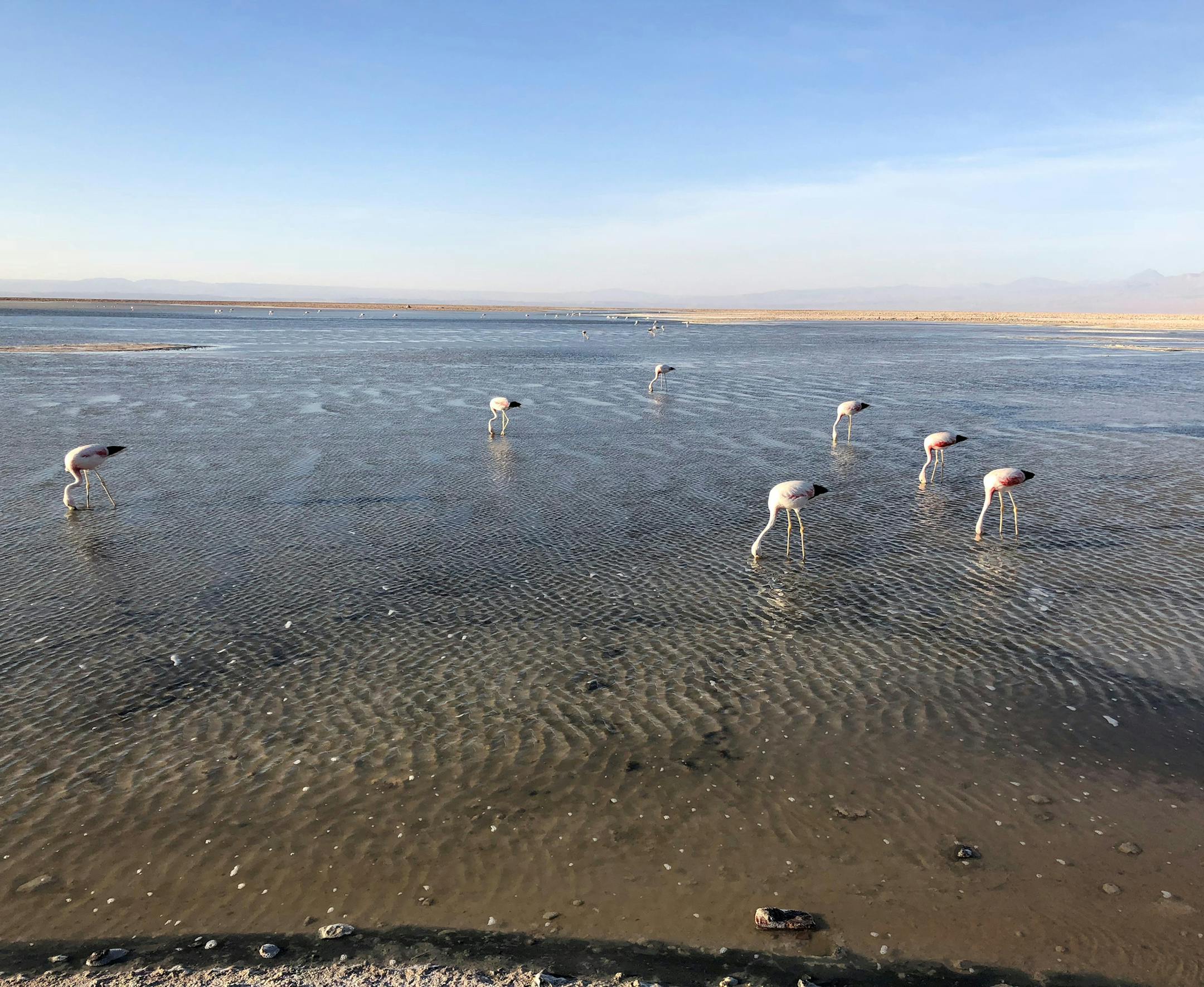 This was taken in January at Chaxa Lagoon in the Atacama Salt Flats in Northern Chile. The photo was taken with an iPhone 8.Please identify me as Bob Hussey; - I live in Edina;
- The photo was taken near sunset on January 14th of this year at Chaxa Lagoon in Los Flamencos National Reserve in Northern Chile; - These are Andean Flamingos feeding in the Lagoon; - I used an iPhone 8 to take the photo;
- The Lagoon and Reserve are located in the Atacama Desert, ironically one of the driest places on