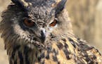 Gladys, a Eurasian eagle owl, escaped from the Minnesota Zoo on Oct. 1.