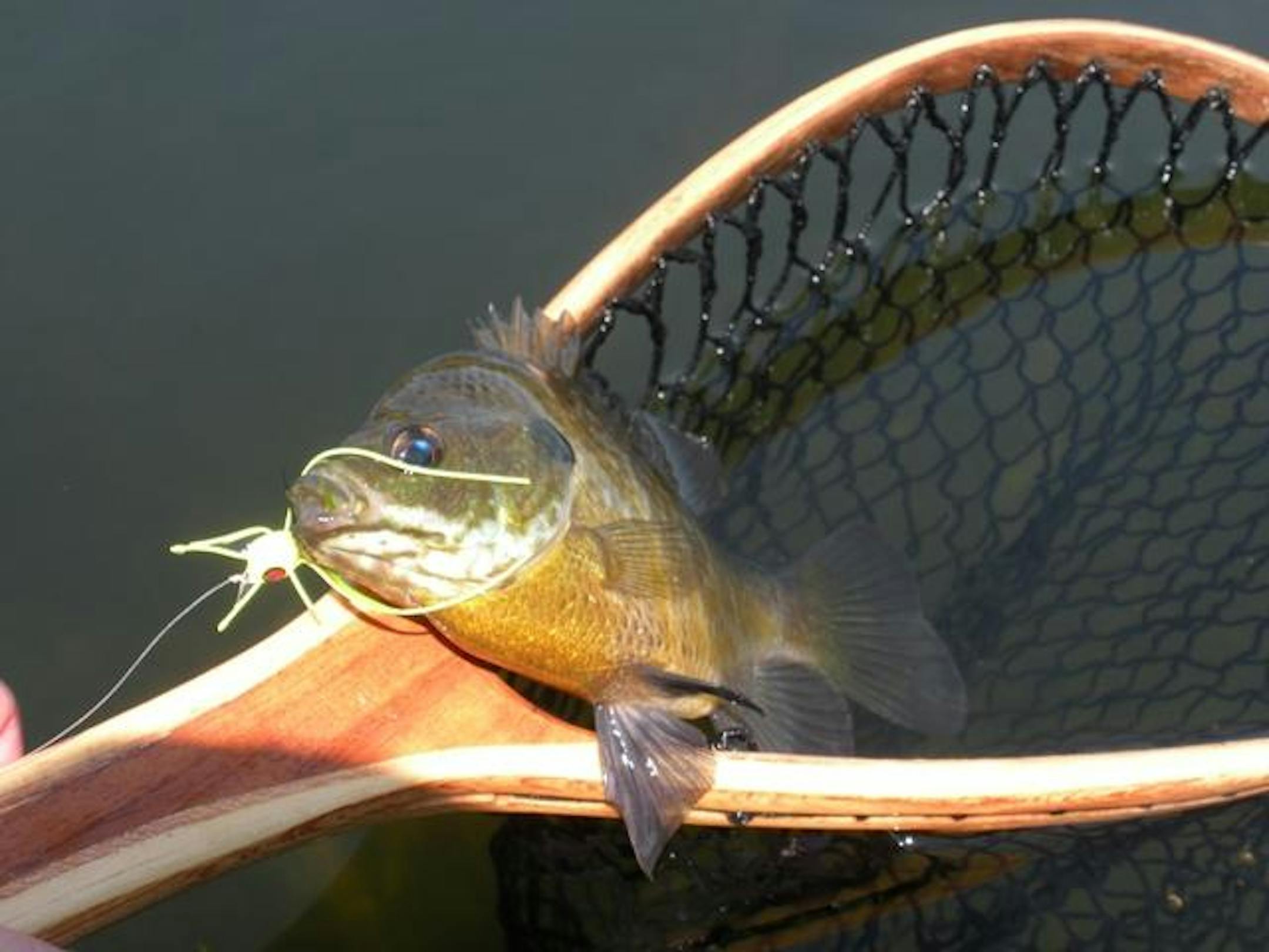 A nice bluegill fooled by the yellow popper