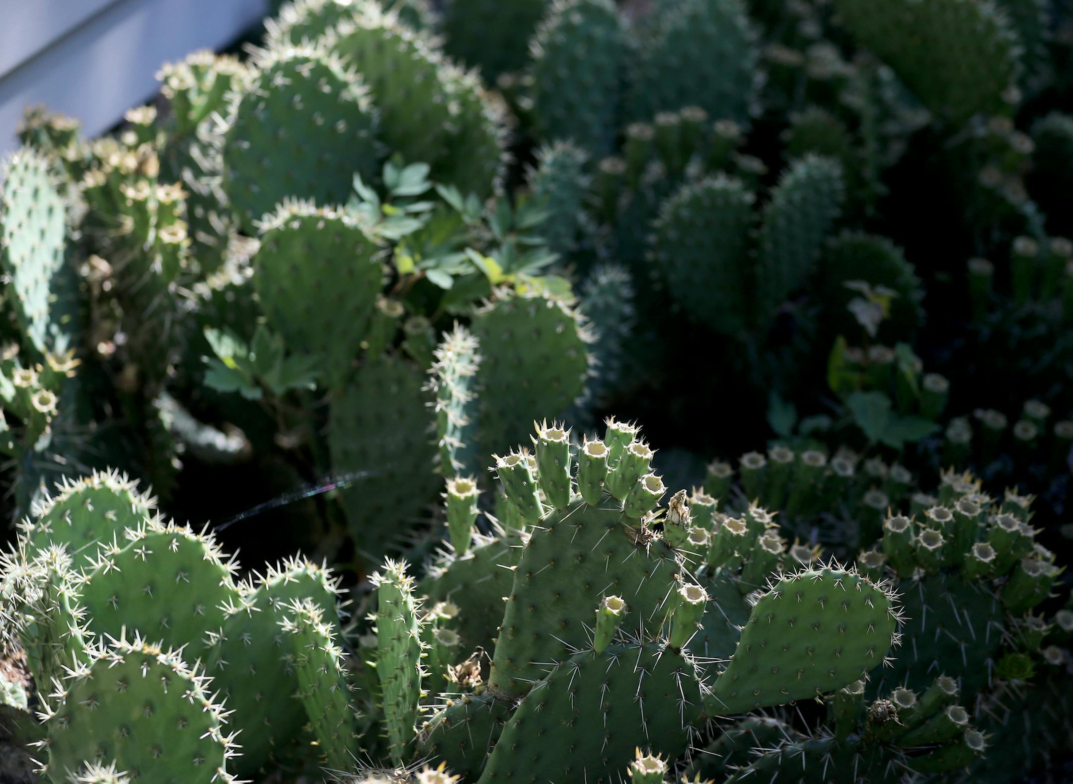 The garden includes unexpected plants like prickly pear cactus.