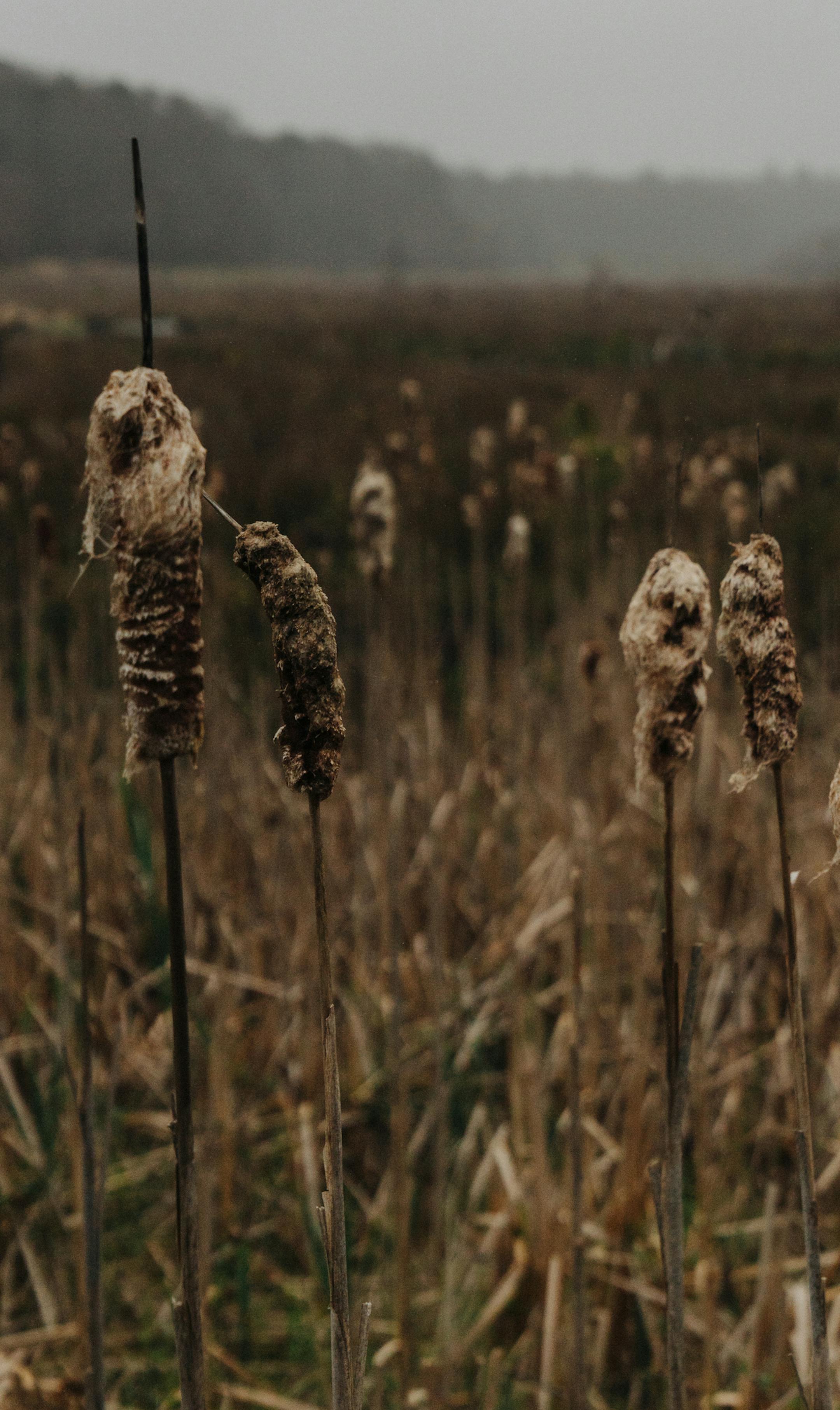 Cattails grow in a former cranberry bog at Mass Audubon's Tidmarsh Wildlife Sanctuary in Plymouth, Mass., April 27, 2017. Scientists are turning a cranberry bog back into coastal wetland. The experiment is seen as a path for dormant bogs and another chance for vanishing habitat. (Tristan Spinski/The New York Times)