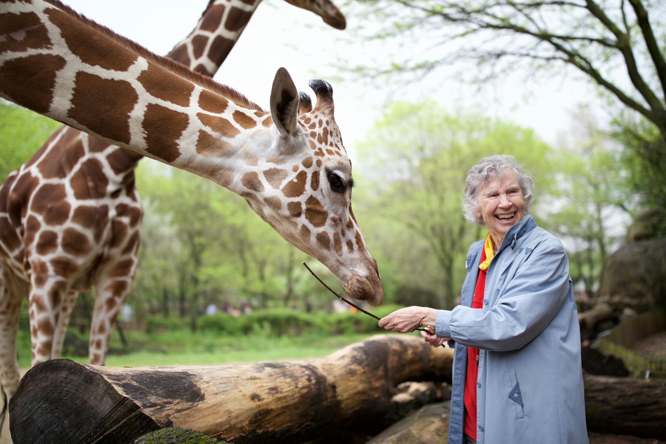Anne Innis Dagg feeding giraffes in "The Woman Who Loves Giraffes."
Photo by Julie Giles