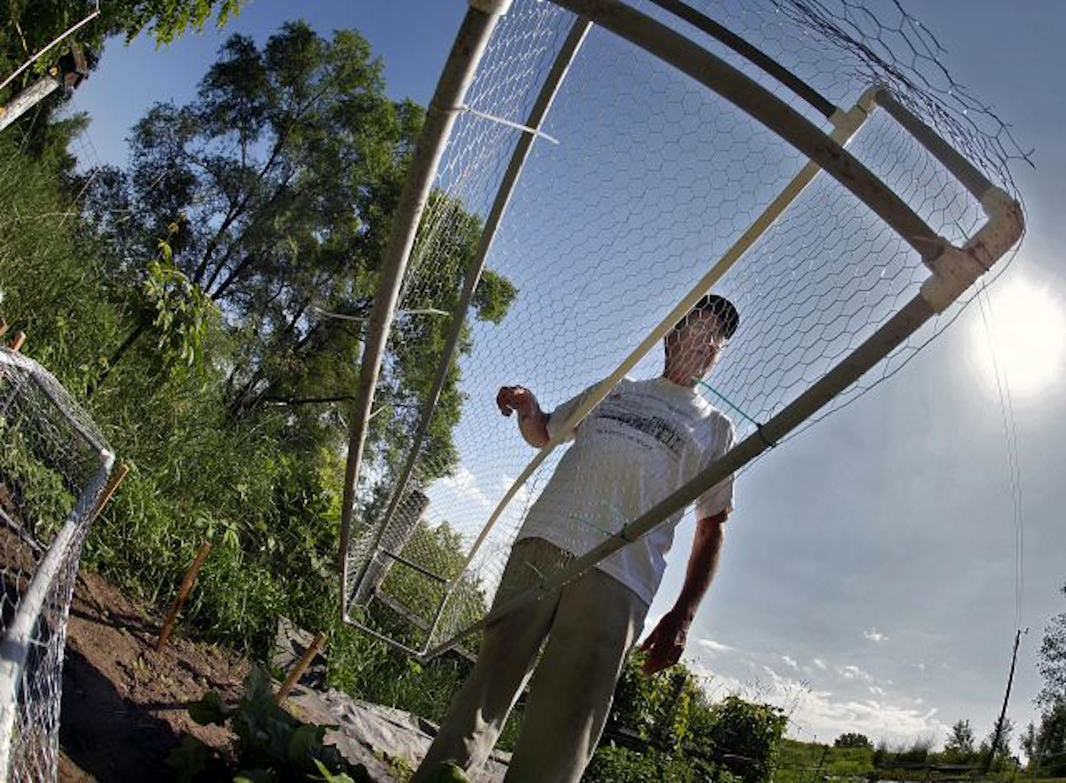 William Klein has devised a way to control yard and garden pests in order to protect some of his plants. Klein constructed a cage-like device that goes over the plants to keep unwanted guests out, but allows sunlight and water to pass through.