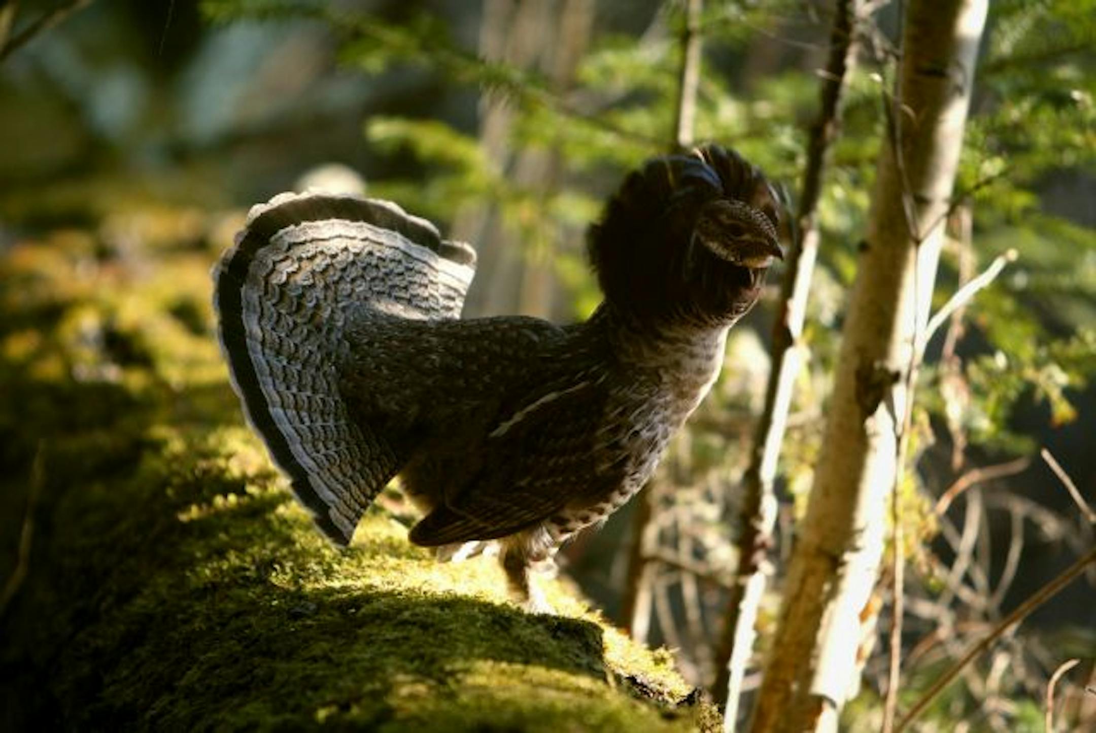 Just after the drumming, the grouse fanned his tail feathers and puffed up his neck feathers in an impressive display.