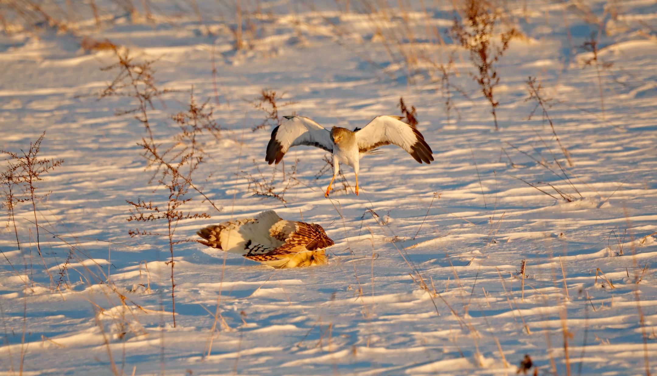 A short-eared owl on a snowy field with a hawk landing a few feet away.