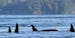 In this photo taken on Nov. 29, 2014, provided by San Juan Orcas, Puget Sound orcas known as the J-pod swim together in Spieden Channel, north of San 
