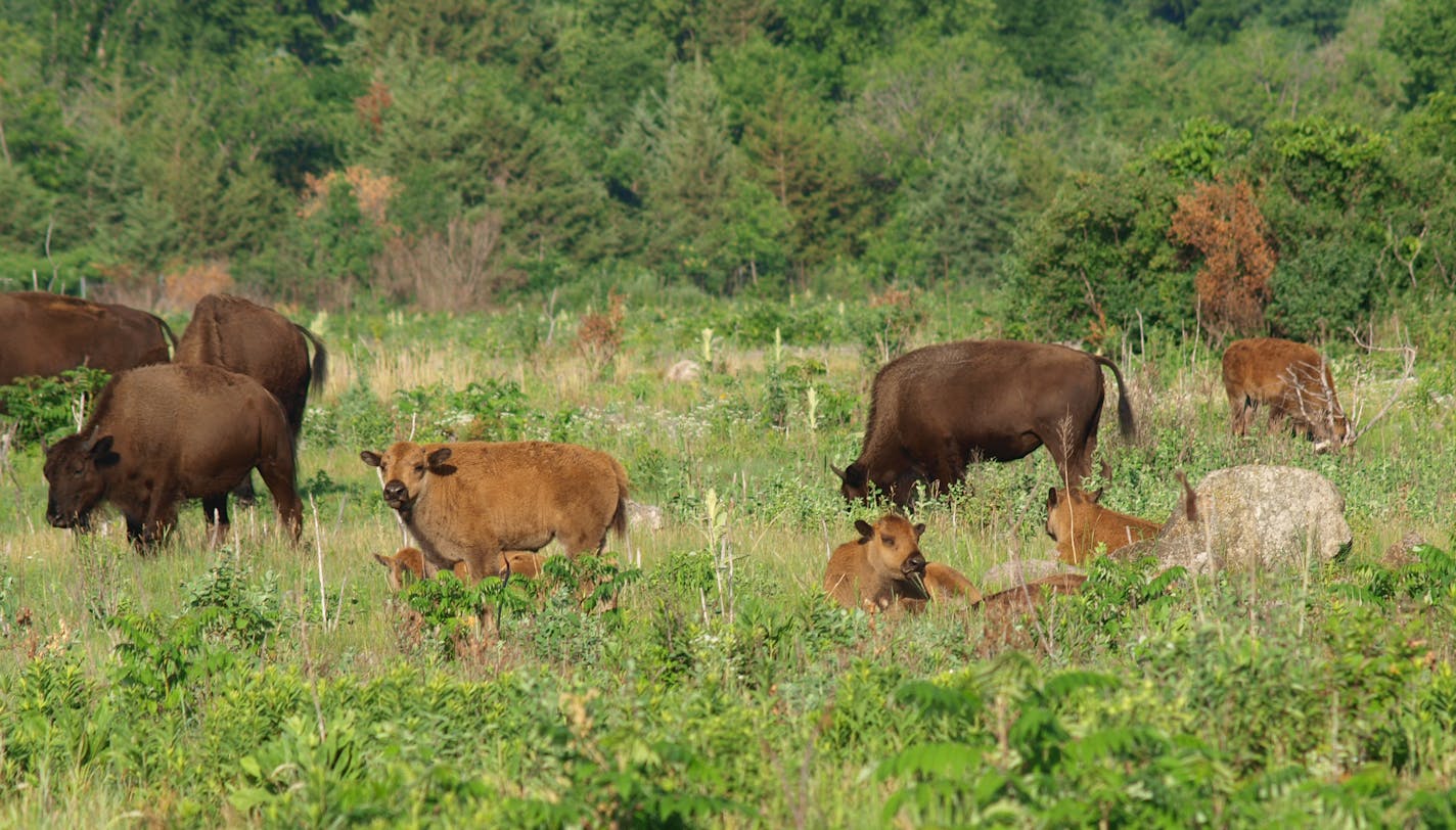 The calves are growing up quickly among the herd at Minneopa State Park.