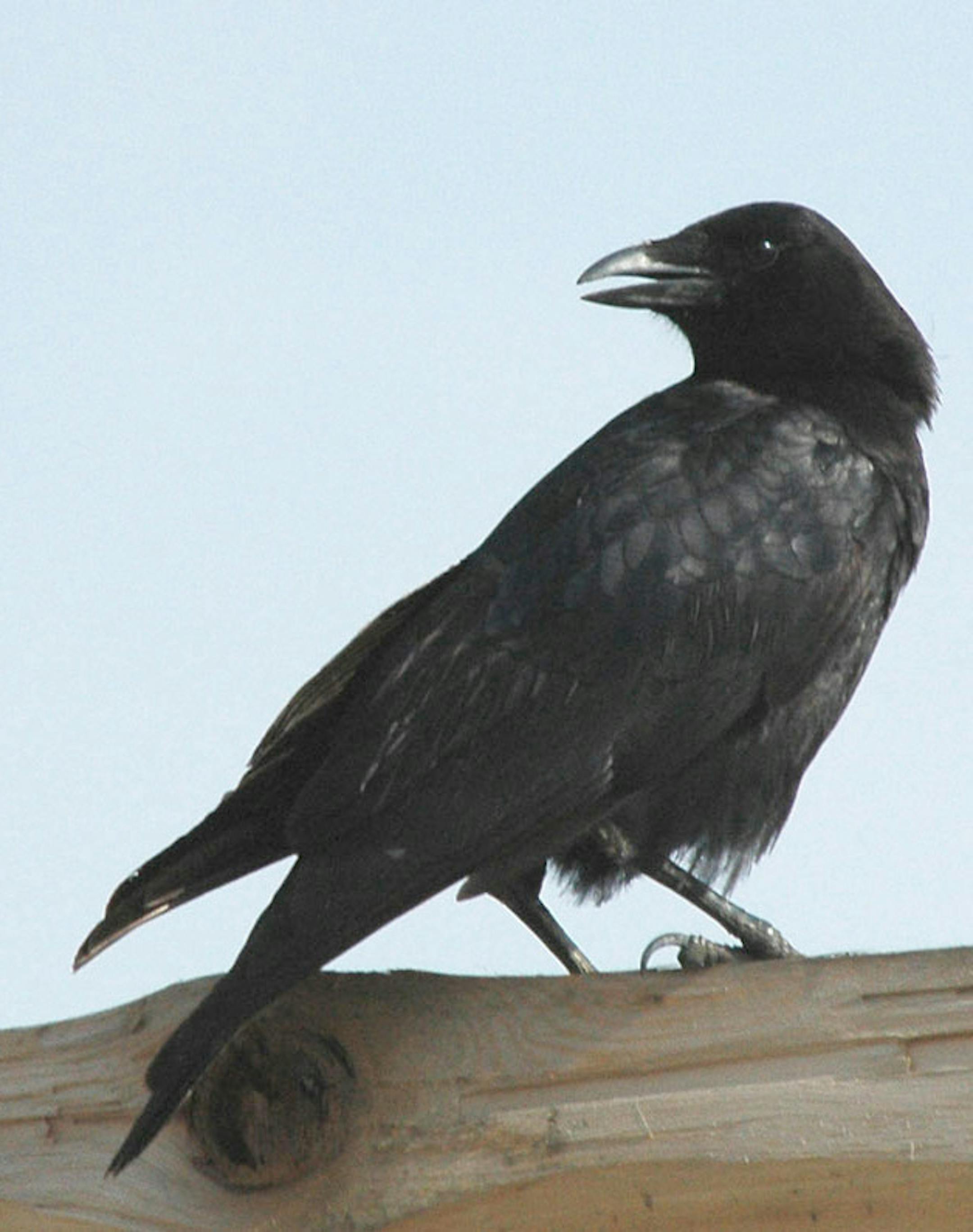 American crow