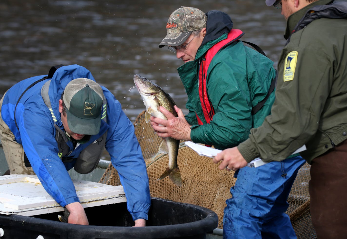 DNR fisheries biologists netted walleyes from Mille Lacs in early spring 2016 for a field experiment regarding fertility of the fish. A panel of research scientists evaluated the way the DNR manages the Mille Lacs walleye fishery and found no significant flaws in the agencies techniques.