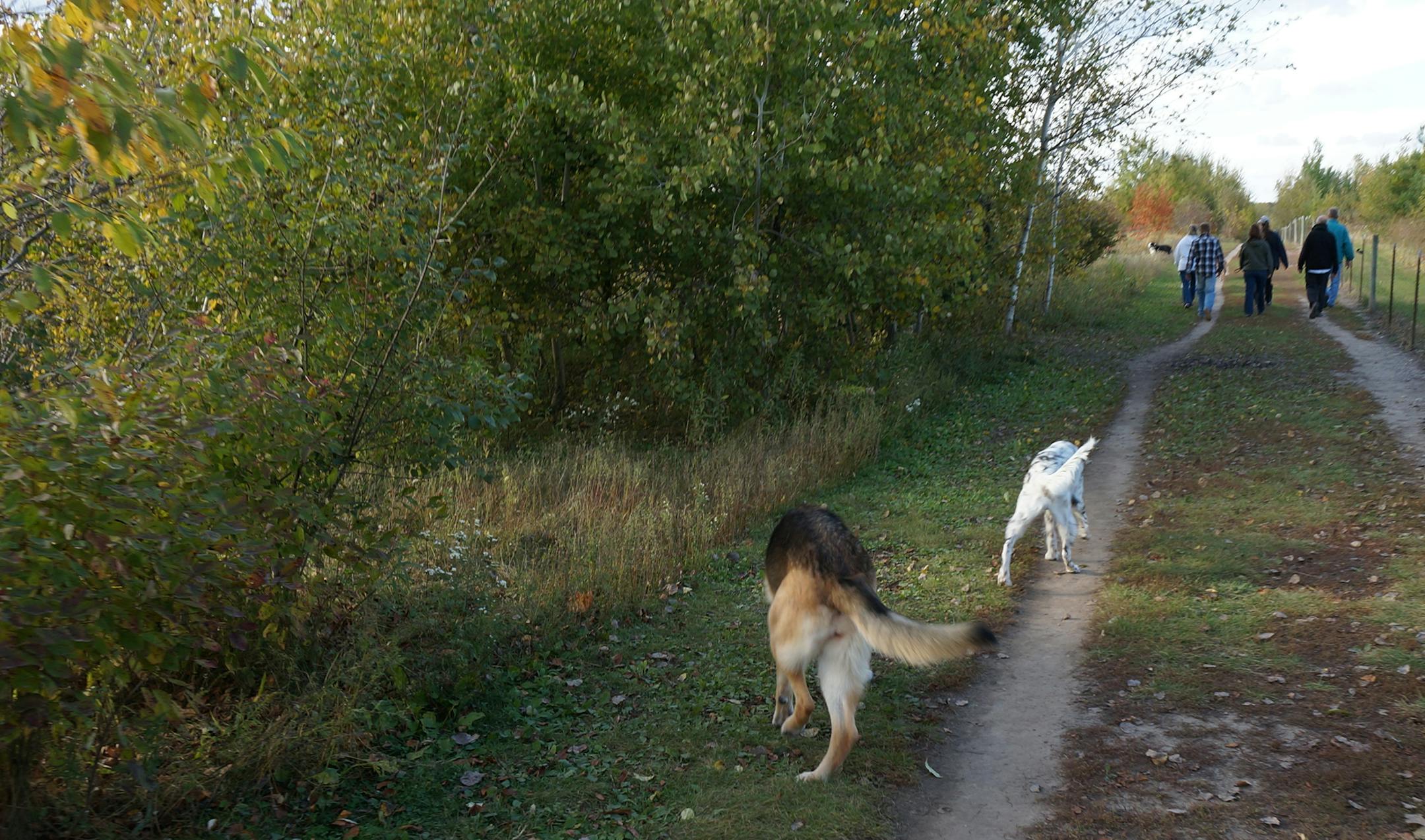 Dog park at Cleary Lake Regional Park. Photo by Dylan Peers McCoy