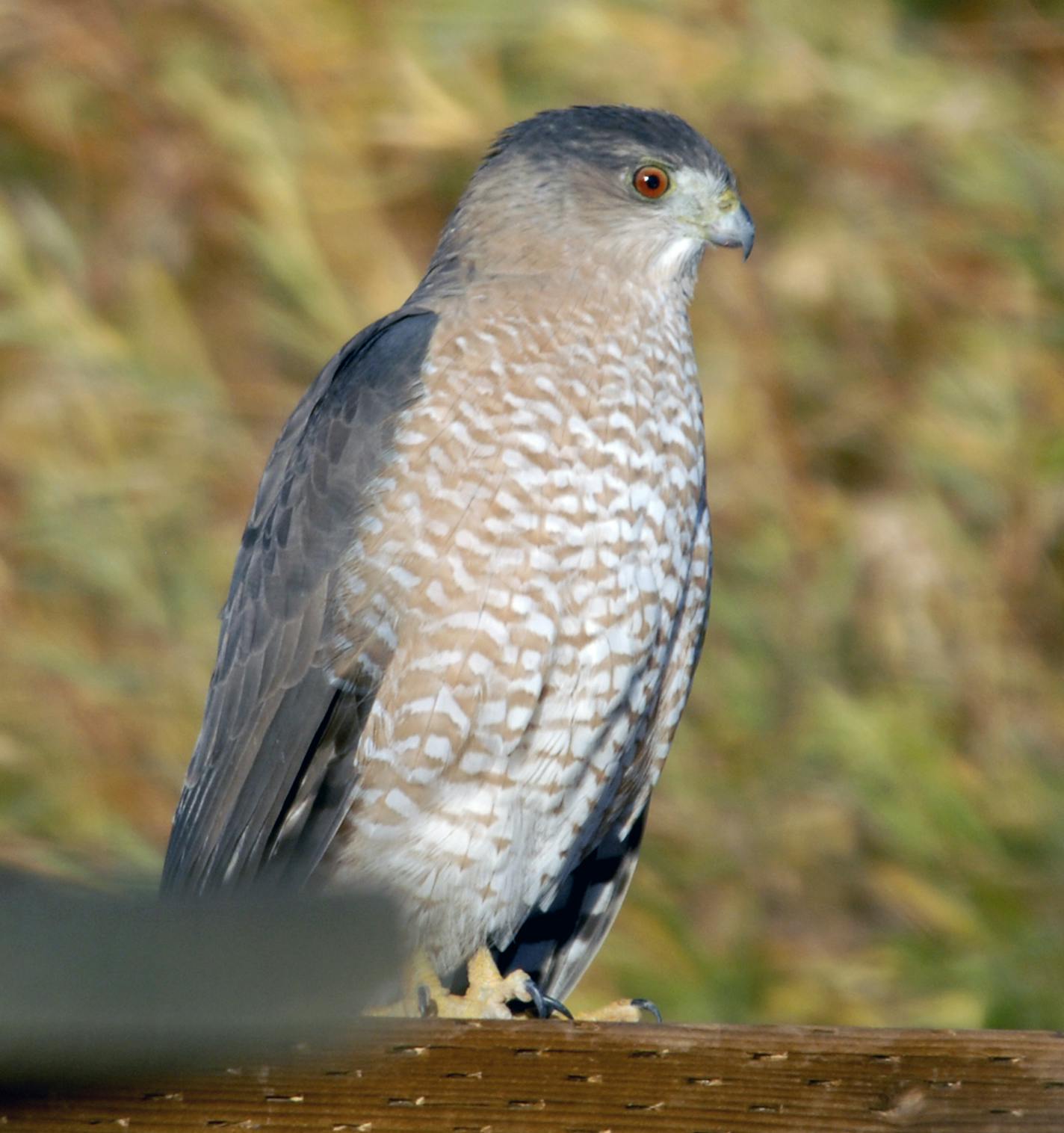 Cooper's hawk