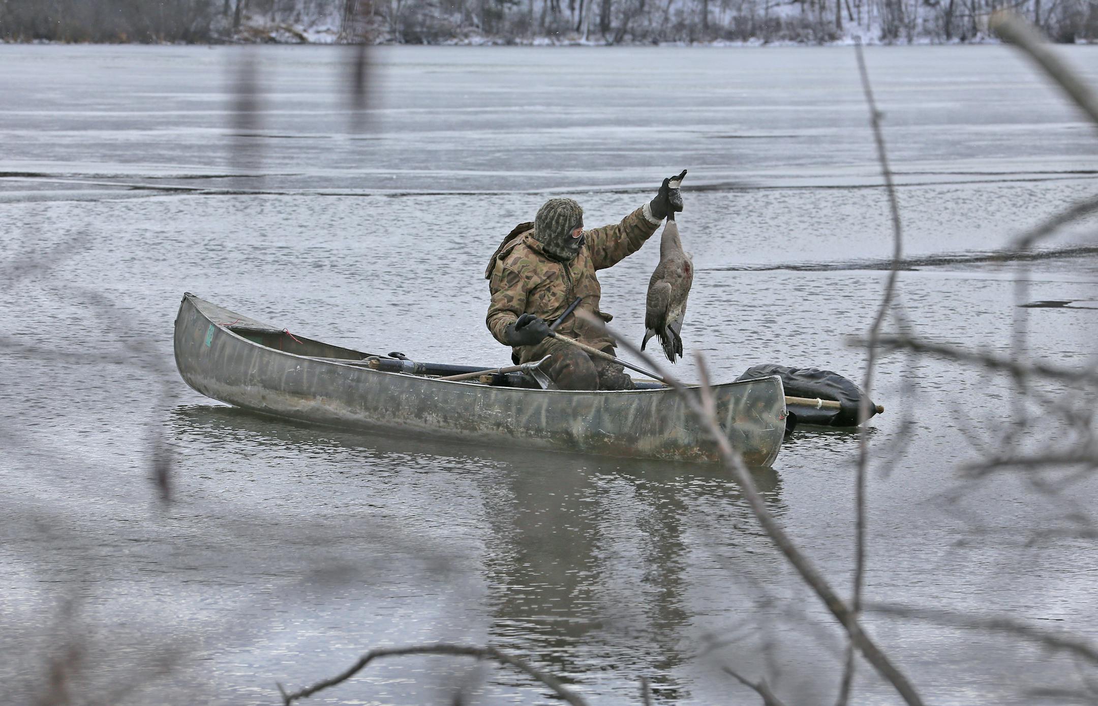 Surrounded by ice, a small patch of open water was the final landing place for this December goose.