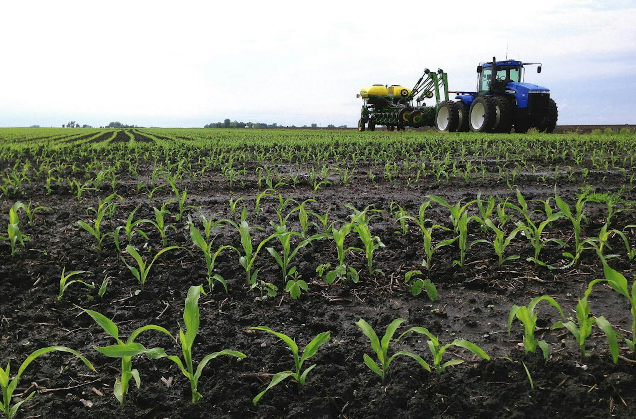 In this May 25, 2013 photo, recently planted corn grows is seen on a central Illinois farm field near Chandlerville, Ill. Falling corn prices and questions about ethanol demand could lead Illinois farmers to plant fewer acres of corn this year and instead are taking a closer look at soybeans this year. (AP Photo/Seth Perlman)