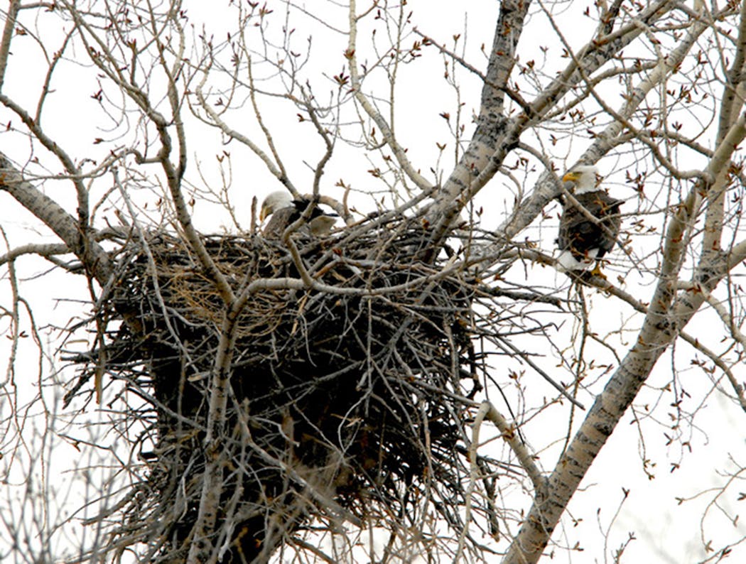 Bald eagles stay close to their nest.