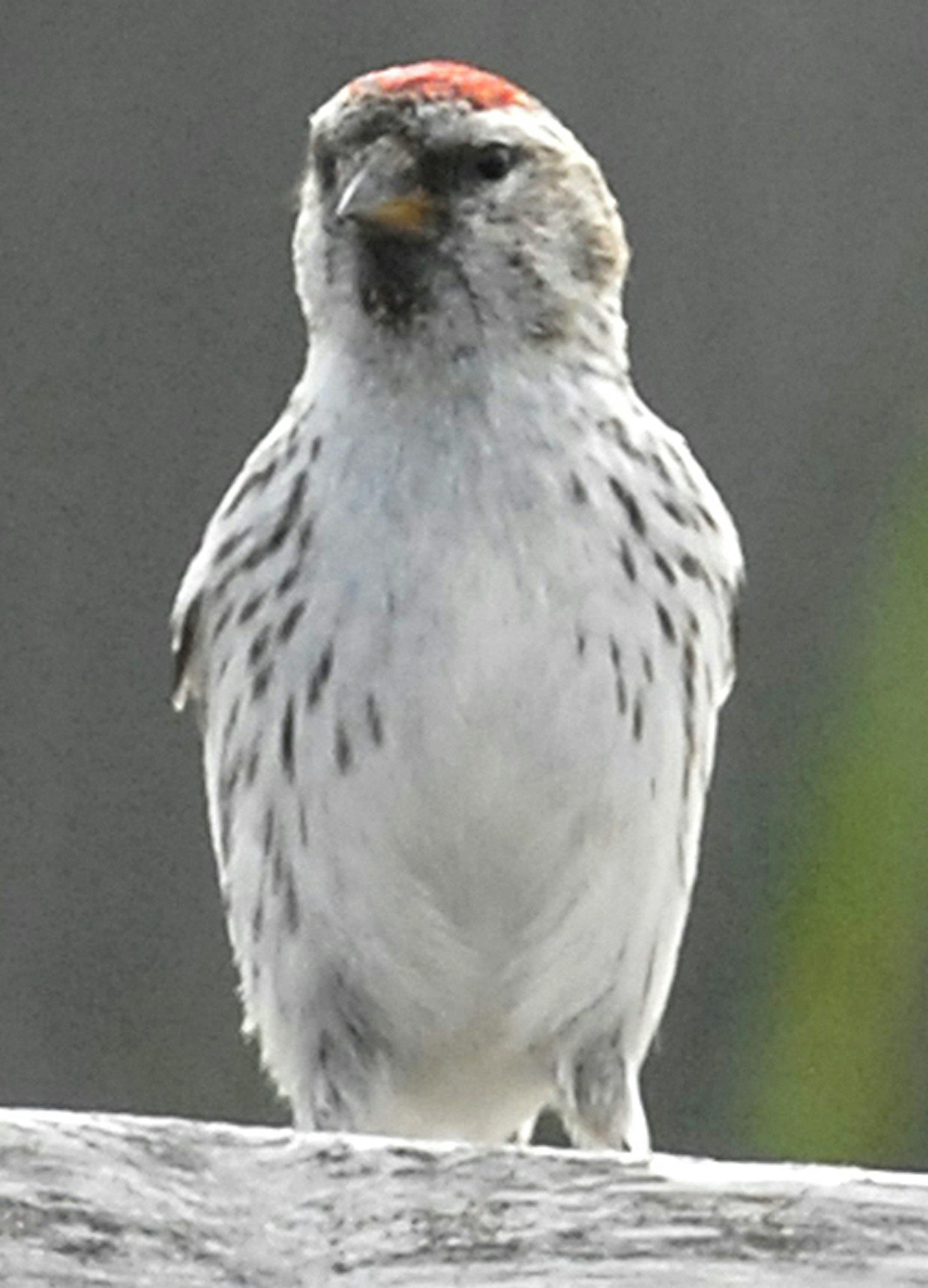 hoary redpoll
credit: Jim Williams, special to the Star Tribune