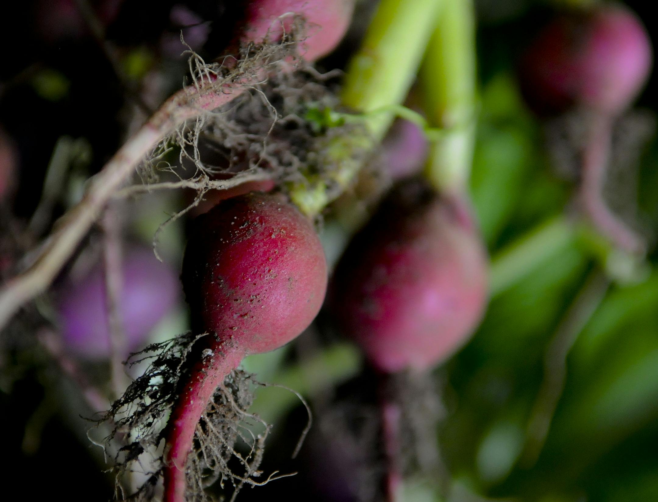 Richard Sennott/Star Tribune. Richard.Sennott@startribune.com Osceola WI. Wednesday 06/01/11 ] The Philadelphia Community Farm is a CSA (community supported agriculture) farm located in Osceola,WI.These radishes were just picked and were about to be washed.