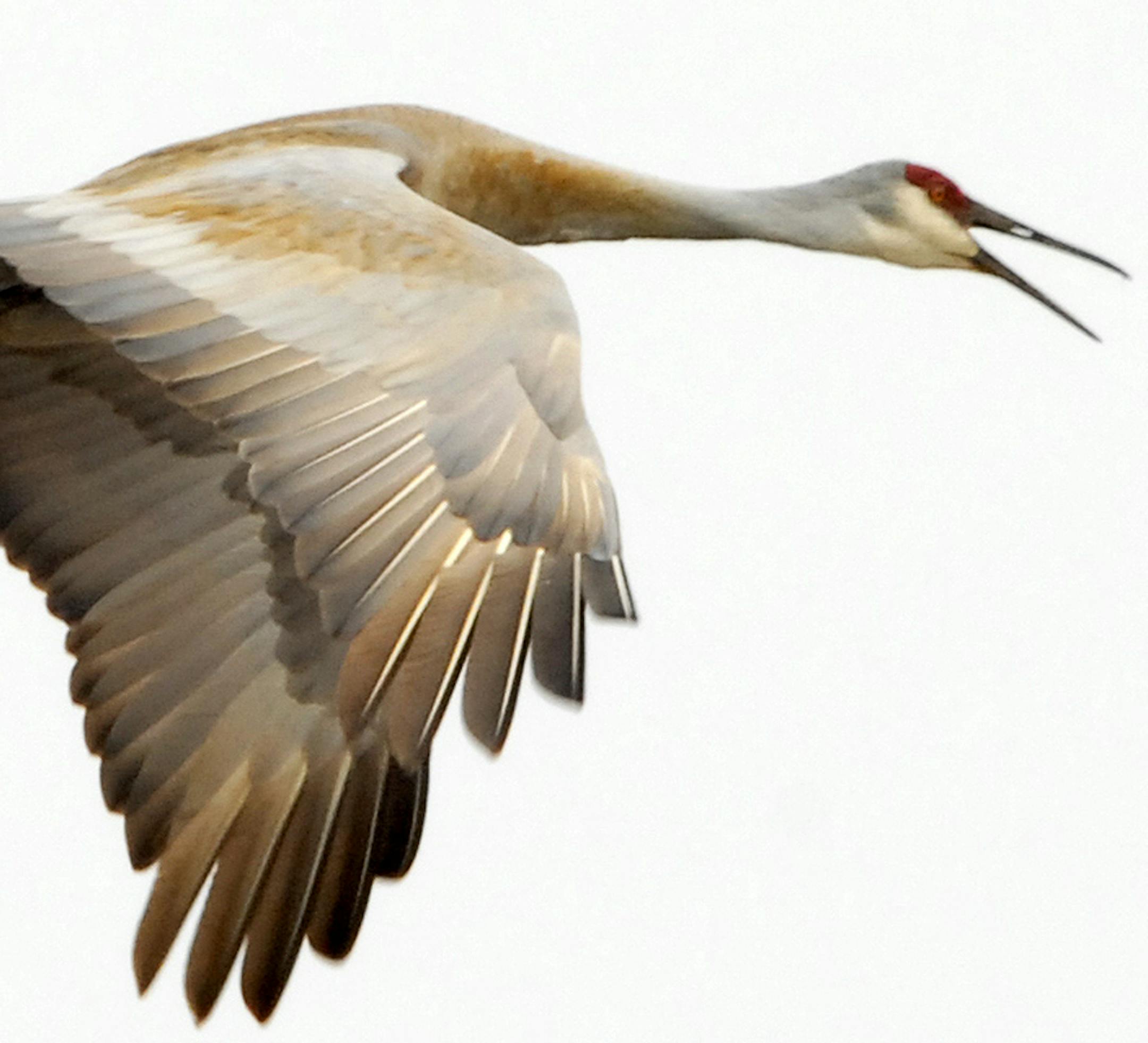 Sandhill crane in flight