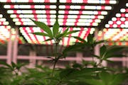 Young cannibis plants in a growing room Thursday, Dec. 19, 2019, at Leafline Labs in Cottage Grove, MN.]
DAVID JOLES • david.joles@startribune.com
M