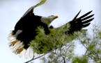 In a southeast-side residential neighborhood near the Mississippi River, a male bald eagle heads from its nest to the nearby river to hunt for food Tu