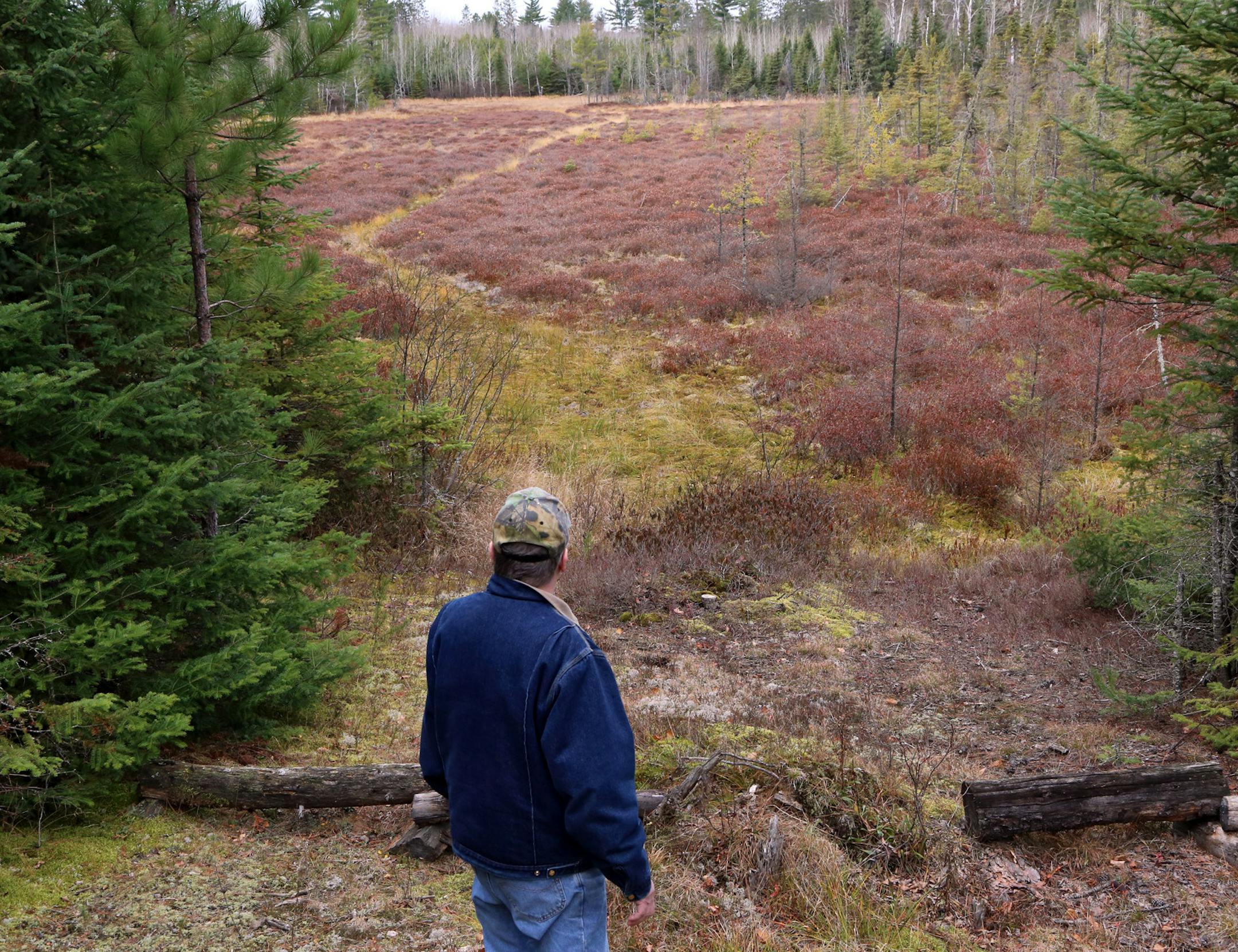 A swamp, now dry, not far from the front door of DeGrio’s cabin is often frequented by deer. Occasionally, one is shot there during firearms deer season.
