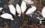 FILE - In this Jan. 7, 2016, photo, dead common murres lie on a rocky beach in Whittier, Alaska. A year after tens of thousands of common murres, an a