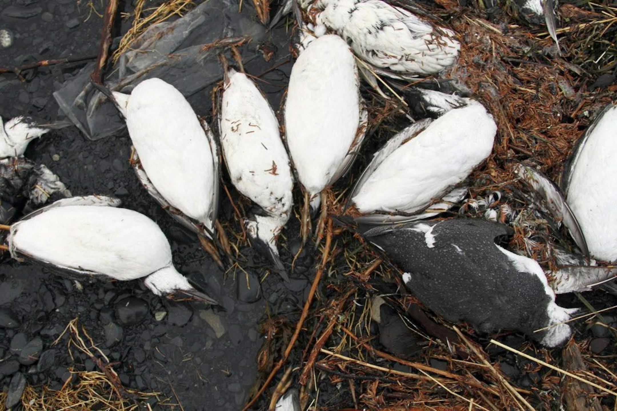 FILE - In this Jan. 7, 2016, photo, dead common murres lie on a rocky beach in Whittier, Alaska. A year after tens of thousands of common murres, an abundant North Pacific seabird, starved and washed ashore on beaches from California to Alaska, researchers have pinned the cause to unusually warm ocean temperatures that affected the tiny fish they eat.
