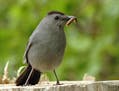 Gray catbirds are among the North American bird species found to have
declined significantly in the past 30 years. The insects they eat also are
disap