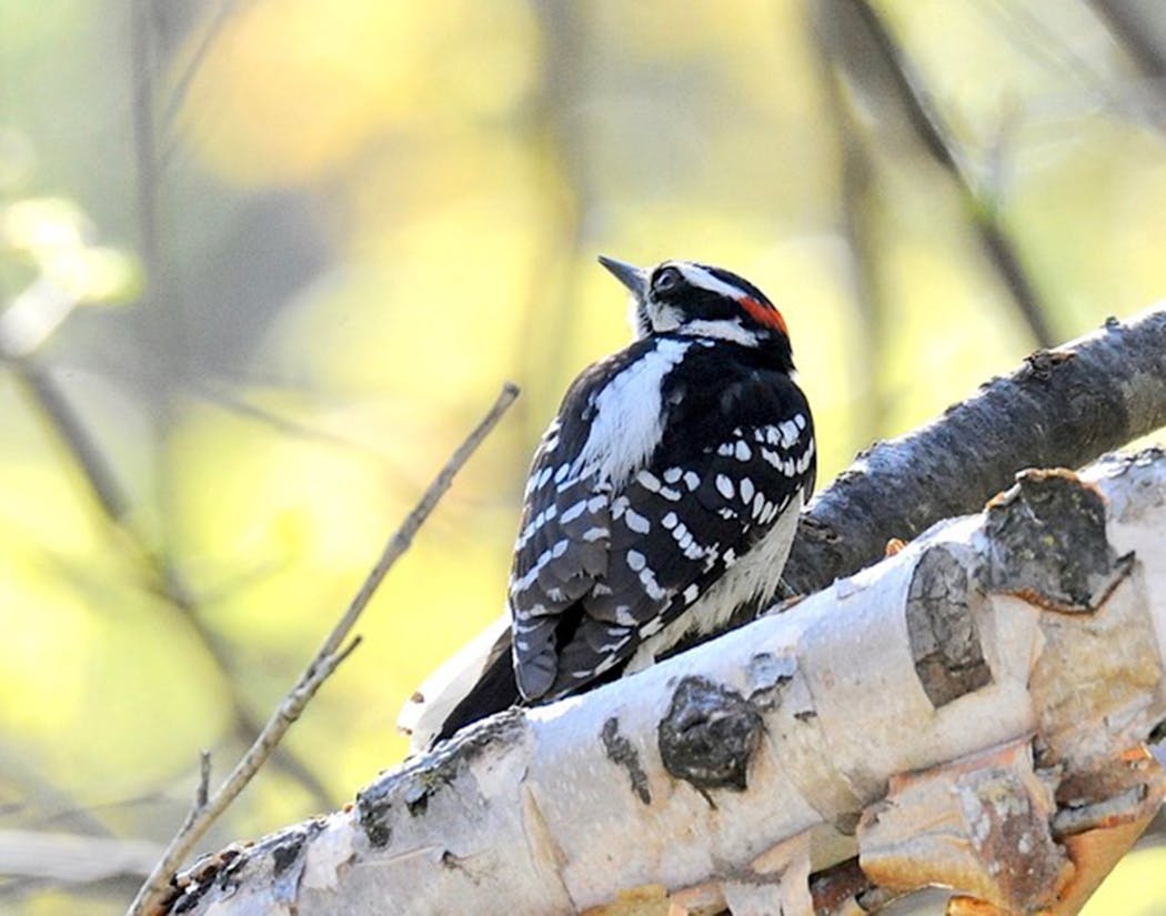  Downy woodpecker in a tree. You may see a woodpecker perched unmoving for extended periods, but it's not napping. It's freezing in place to avoid detection by a hawk in the vicinity.