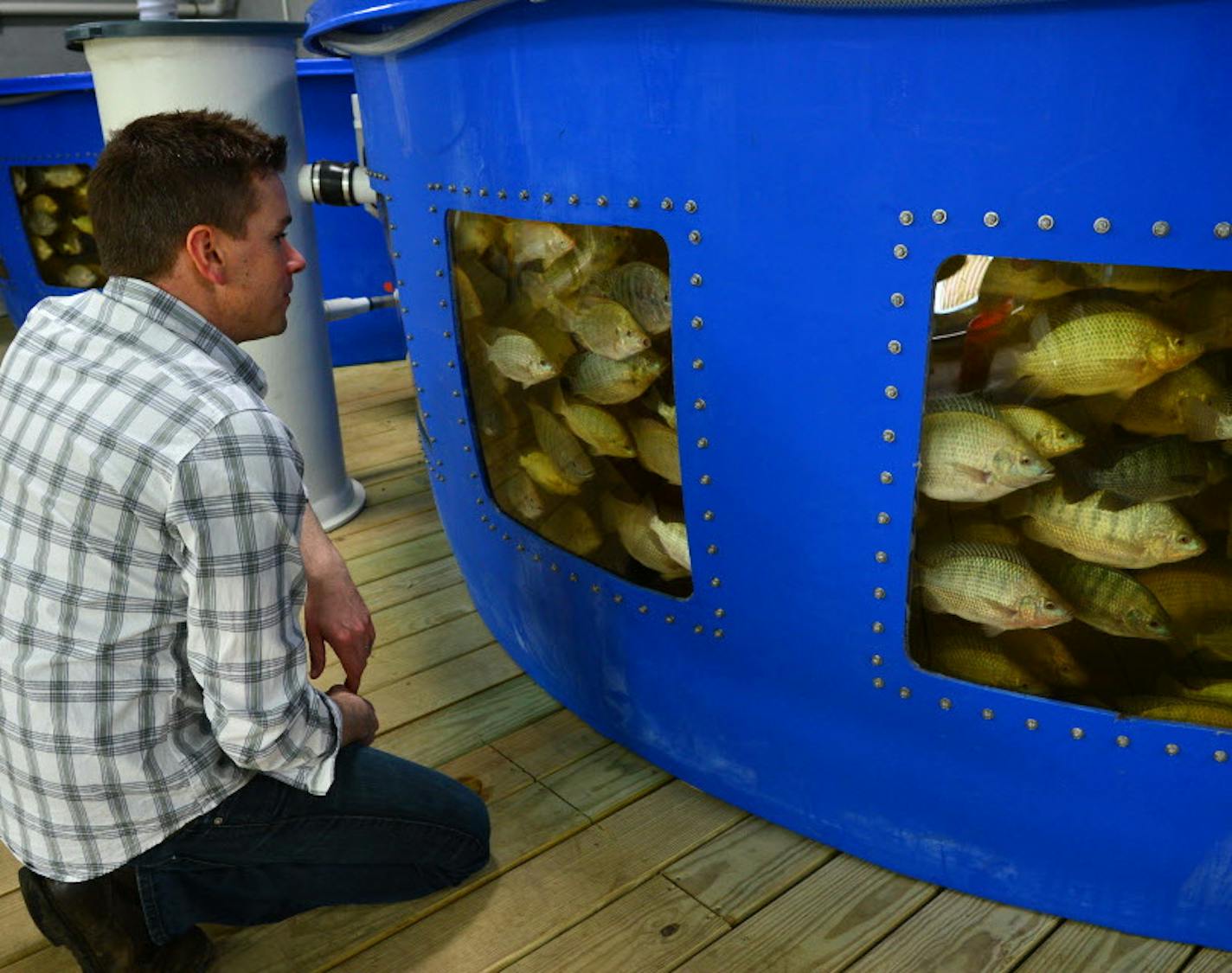 Dave Haider looked over a pond of tilapia that help fertilize the various crops being grown in the green house.. ] The land of sky blue waters is becoming the land of bright green organic vegetables. The Hamm's brewery, built over artesian wells that led to the company's iconic motto, has been repurposed as an aquaponic facility called Urban Organics that is using the water to grow fish and vegetables. Richard.Sennott@startribune.com Richard Sennott/Star Tribune St Paul Minn.Wednesday 4/2/2014)