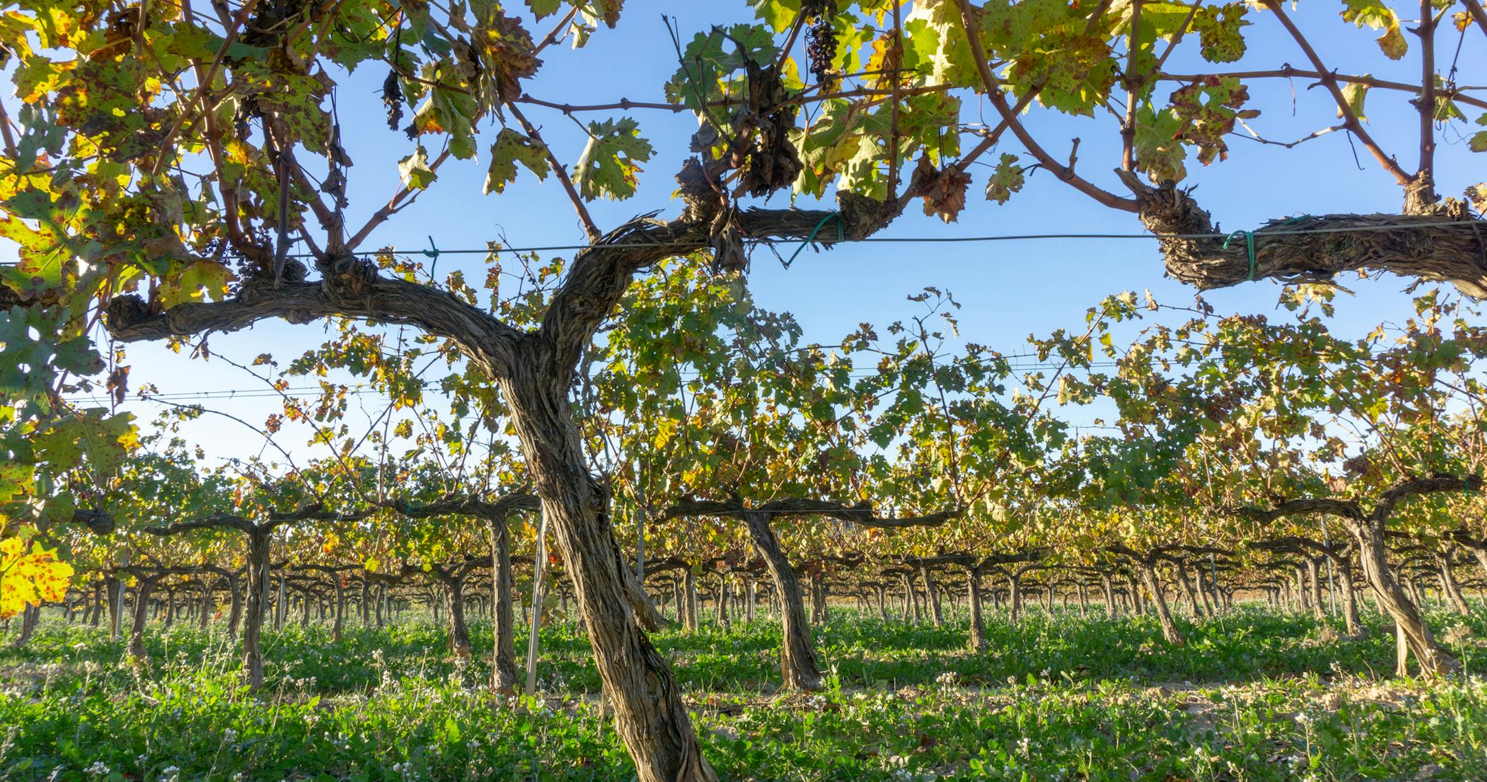 Wine grapes in the cava district outside of Barcelona, Spain, in springtime.