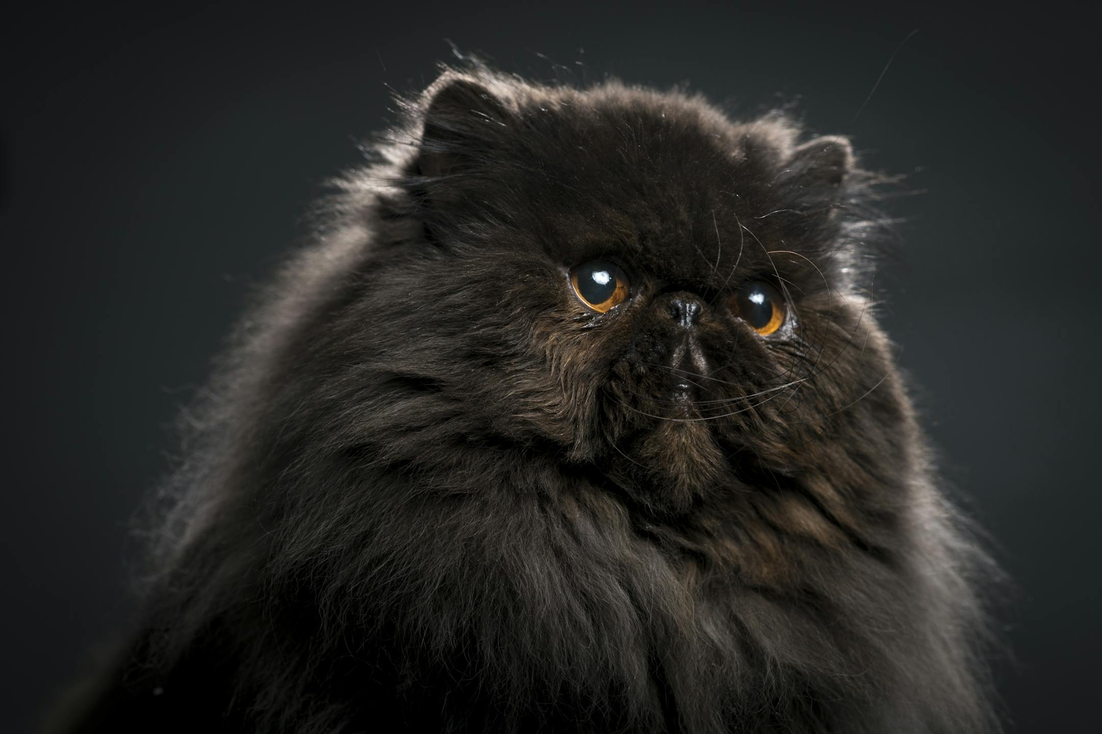 Betrayal, also called "Tray" by his owner, Linda Mae Baker, is a black, pure-bred Persian male cat.