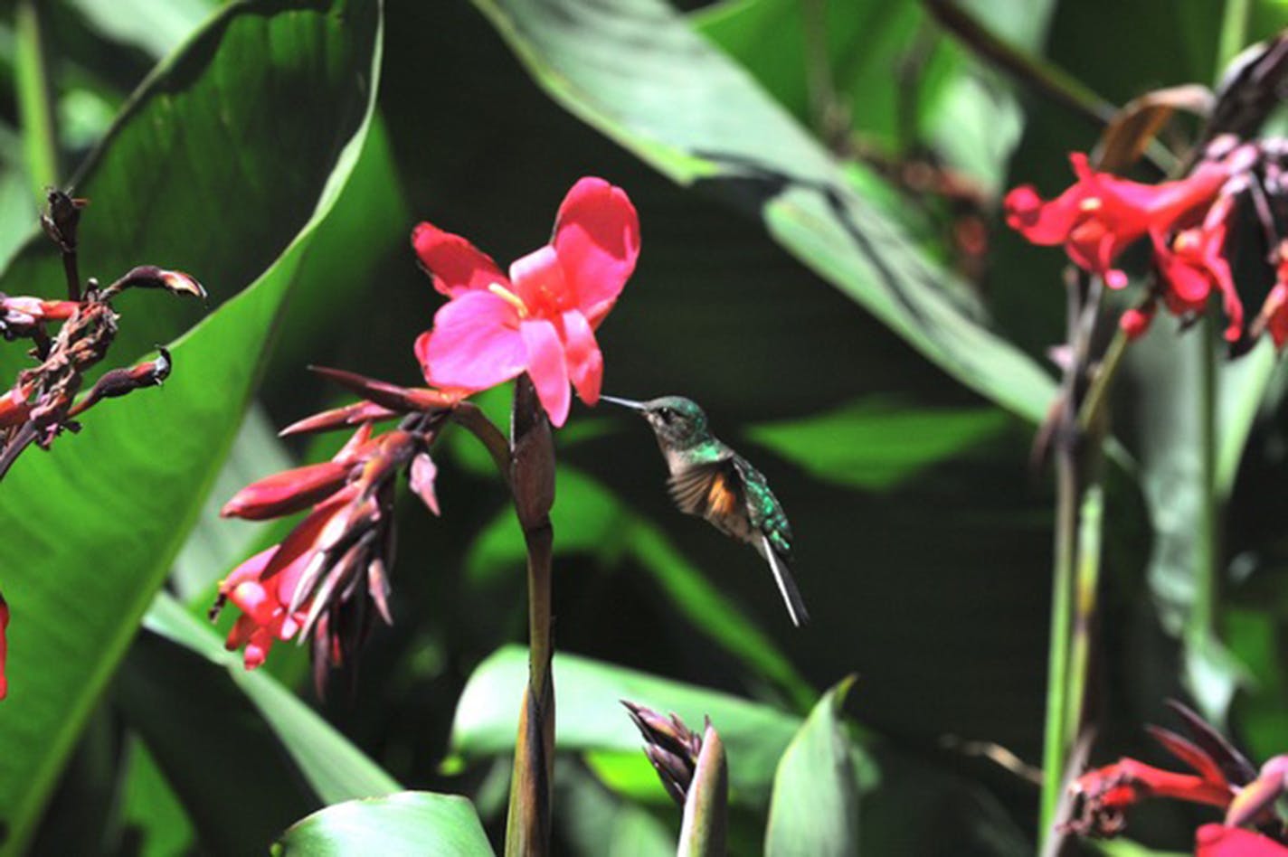 A ruby-throated hummingbird hovers near a deep pink flower.