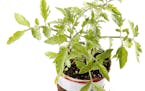 Tomato plant from istock ORG XMIT: MIN1505081124541295