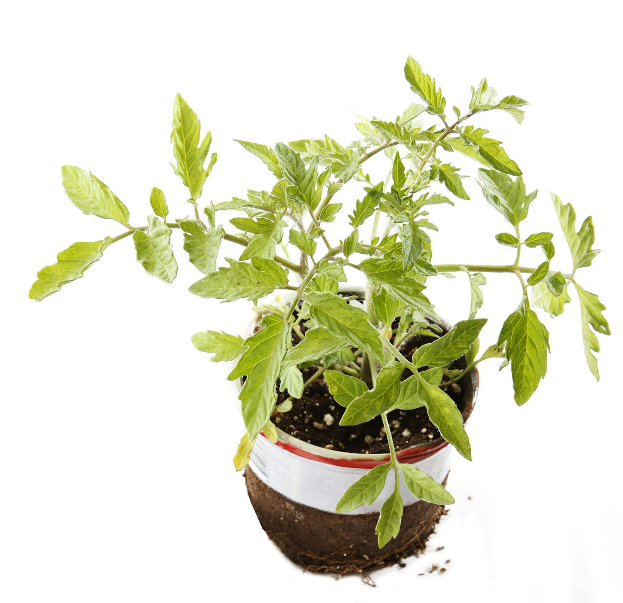 Tomato plant from istock ORG XMIT: MIN1505081124541295
