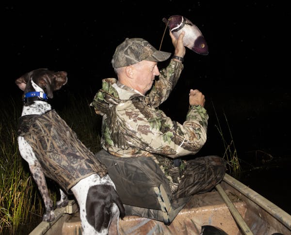 Predawn on the 2019 Minnesota duck hunting opener, Rolf Moen, of Nisswa, pitches a decoy under the watchful eye of his dog Sally, a four year-old Germ