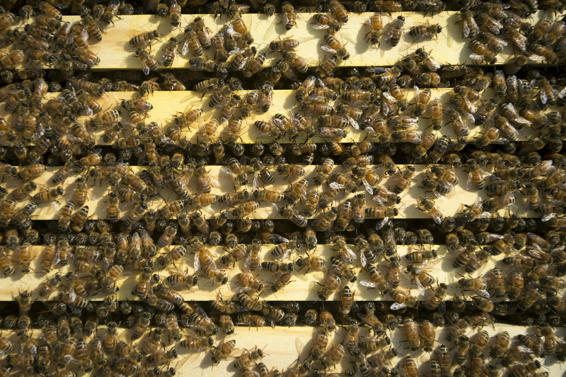 Cole and Molly Foss have an estimated 15, 000 bees between their two hives in Corcoran. ] Aaron Lavinsky • aaron.lavinsky@startribune.com Ordinances for beekeeping in Brooklyn Park and Edina have changed. Cole and Molly Foss have pushed Brooklyn Park to change their ordinance so they could house their honeybees in their own backyard. He currently has his honeybees in Corcoran. Cole and Molly Foss were photographed tending to their hives on Wednesday, May 13, 2015 in Corcoran.