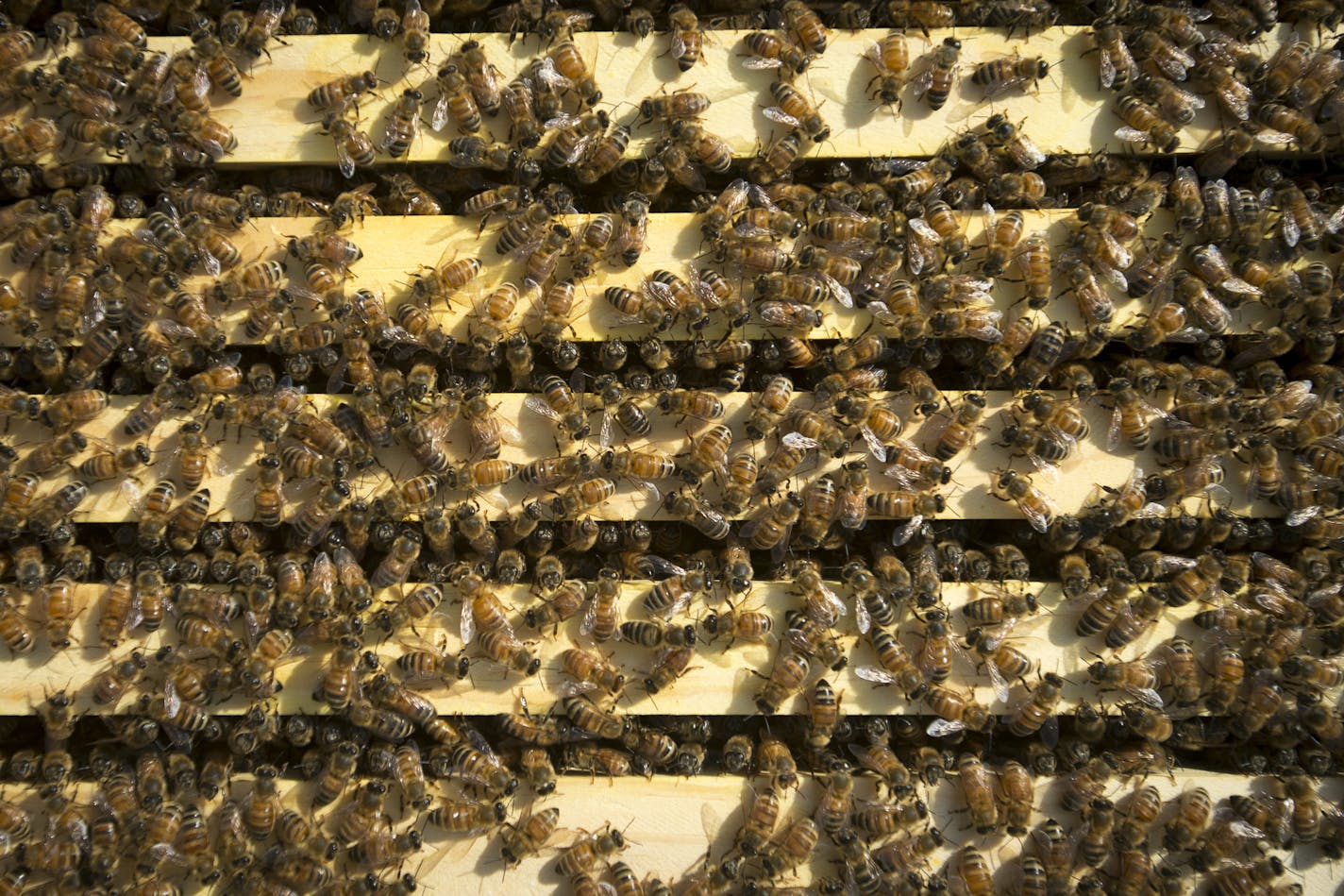 Cole and Molly Foss have an estimated 15, 000 bees between their two hives in Corcoran. ] Aaron Lavinsky &#x2022; aaron.lavinsky@startribune.com Ordinances for beekeeping in Brooklyn Park and Edina have changed. Cole and Molly Foss have pushed Brooklyn Park to change their ordinance so they could house their honeybees in their own backyard. He currently has his honeybees in Corcoran. Cole and Molly Foss were photographed tending to their hives on Wednesday, May 13, 2015 in Corcoran.