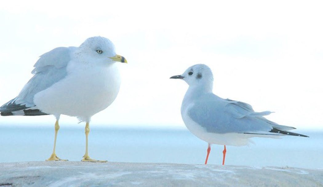 Ring-billed gull, left, Bonaparte's gull, right, both in winter plumage.